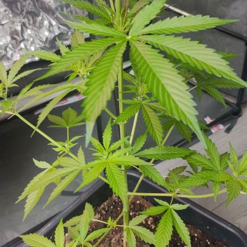  skunk growlog timeline photo