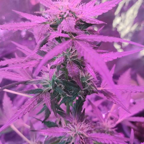 A gostosa  growlog timeline photo