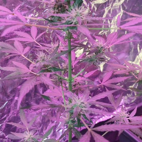 A gostosa  growlog timeline photo