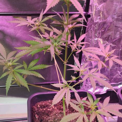  skunk growlog timeline photo