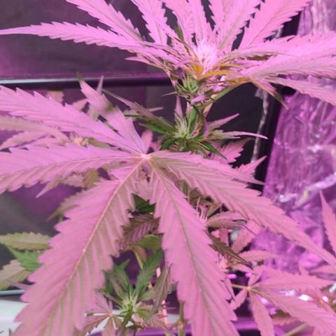  skunk growlog timeline photo