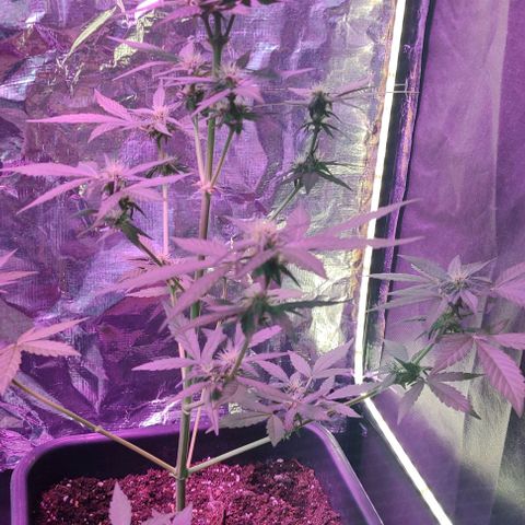  Shiva a deusa growlog timeline photo