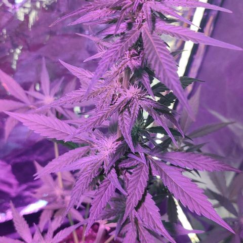  Shiva a deusa growlog timeline photo