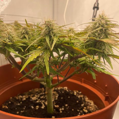 Royal Dwarf #1 growlog timeline photo