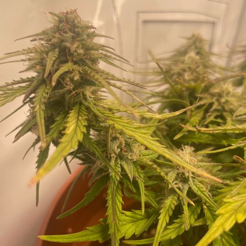 Royal Dwarf #1 growlog timeline photo