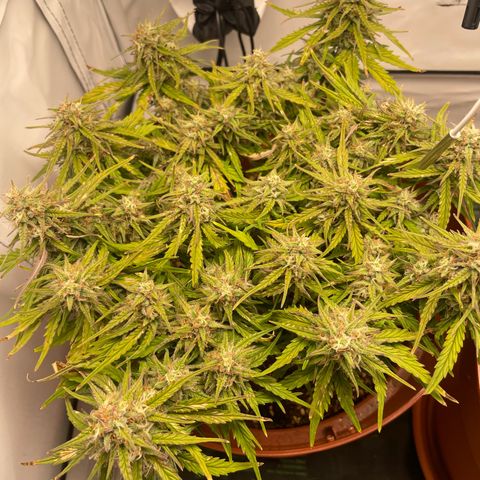 Royal Dwarf #1 growlog timeline photo