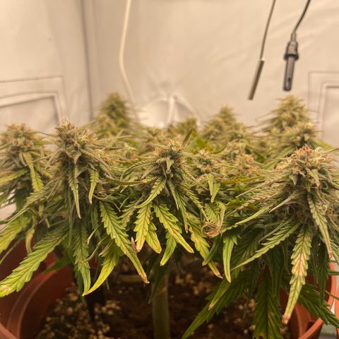 Royal Dwarf #1 growlog timeline photo