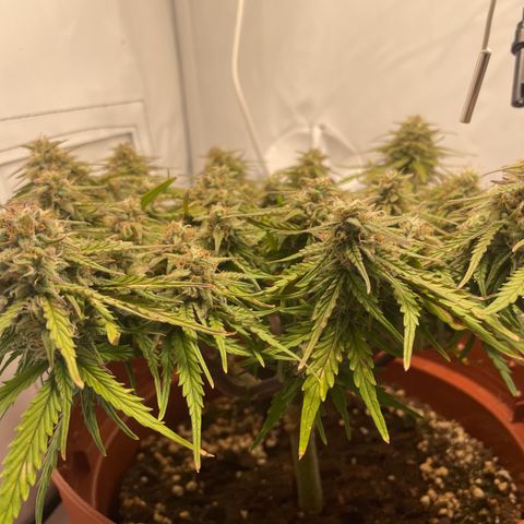 Royal Dwarf #1 growlog timeline photo