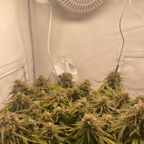 Royal Dwarf #1 growlog timeline photo