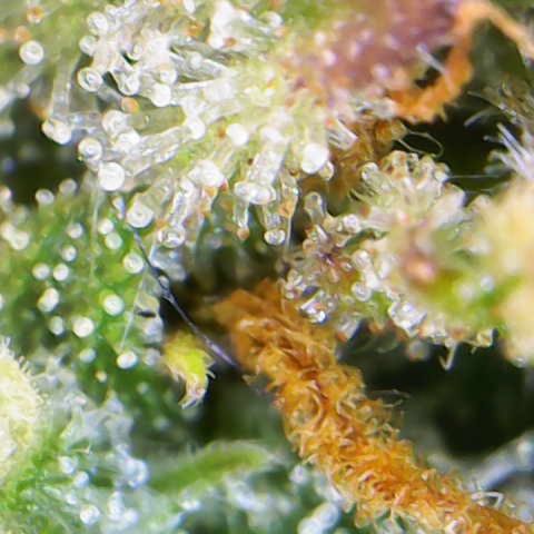 Royal Dwarf #1 growlog timeline photo