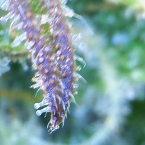 Royal Dwarf #1 growlog timeline photo