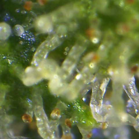 Royal Dwarf #1 growlog timeline photo