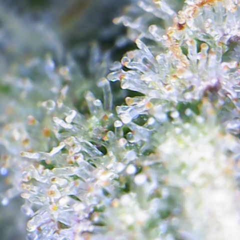 Royal Dwarf #1 growlog timeline photo