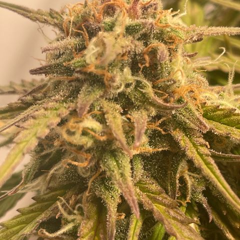 Royal Dwarf #1 growlog timeline photo