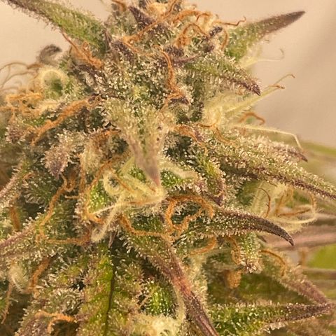 Royal Dwarf #1 growlog timeline photo