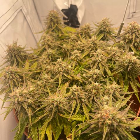 Royal Dwarf #1 growlog timeline photo