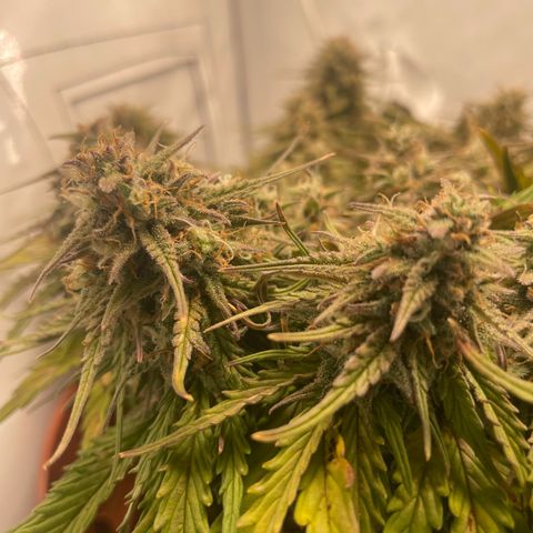 Royal Dwarf #1 growlog timeline photo