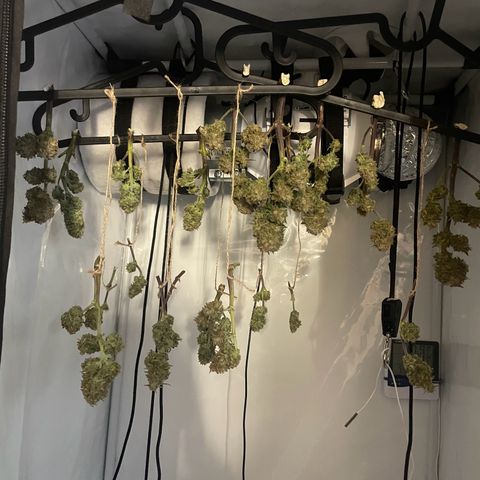 Royal Dwarf #1 growlog timeline photo