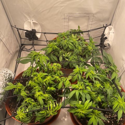 Blue  #1 growlog timeline photo