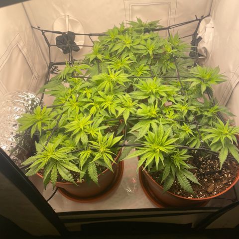 Blue  #1 growlog timeline photo