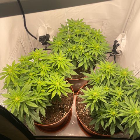 Blue  #1 growlog timeline photo