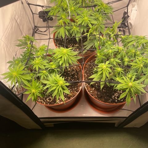 Blue  #1 growlog timeline photo