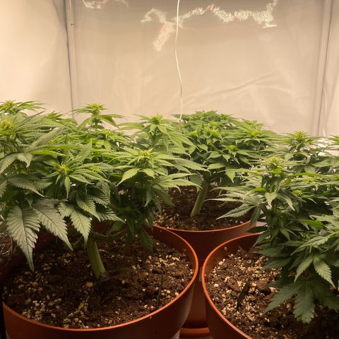 Blue  #1 growlog timeline photo