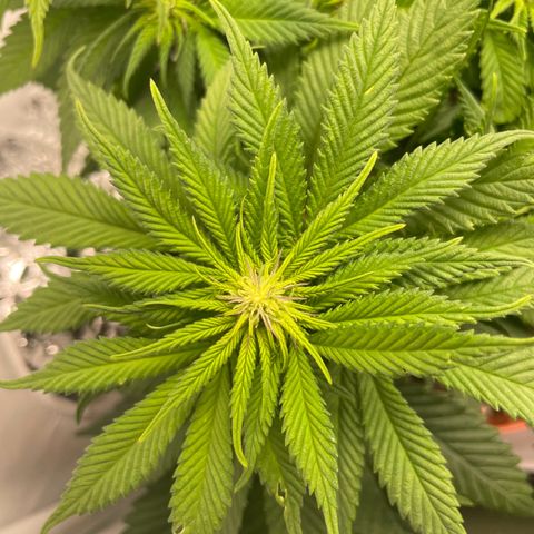 Blue  #1 growlog timeline photo