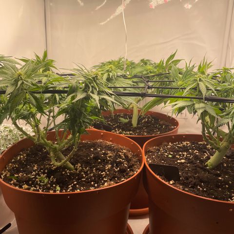 Blue  #1 growlog timeline photo