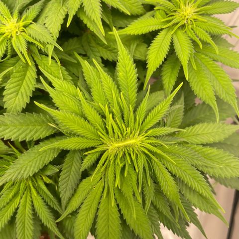 Blue  #1 growlog timeline photo