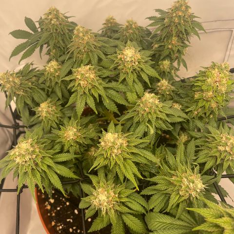 Blue  #1 growlog timeline photo