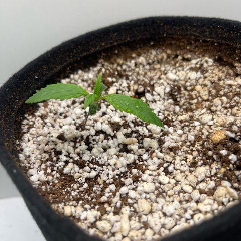 Prensado  growlog timeline photo