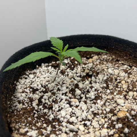 Prensado  growlog timeline photo