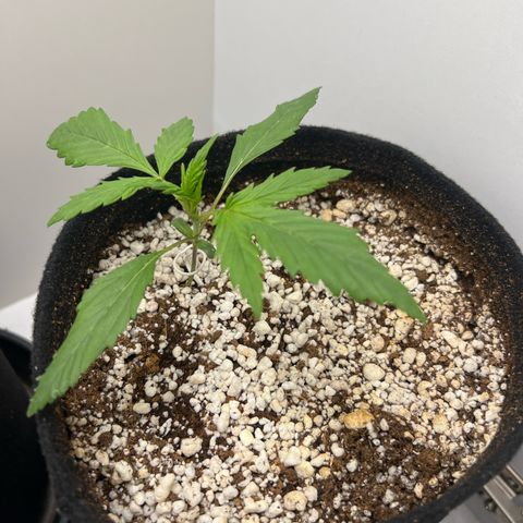 Prensado  growlog timeline photo