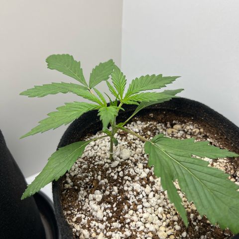 Prensado  growlog timeline photo