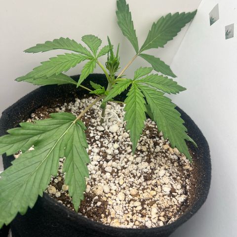 Prensado  growlog timeline photo