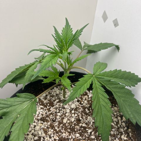 Prensado  growlog timeline photo