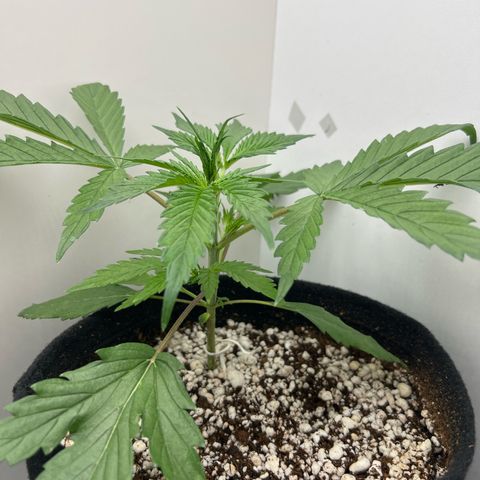 Prensado  growlog timeline photo