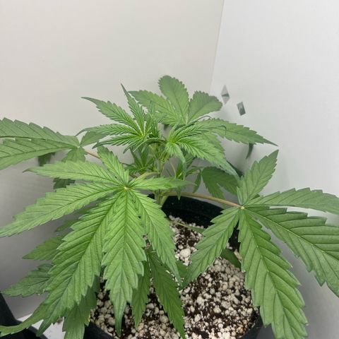 Prensado  growlog timeline photo