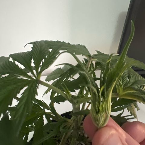 Prensado  growlog timeline photo