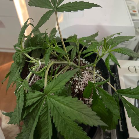 Prensado  growlog timeline photo