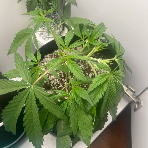 Prensado  growlog timeline photo