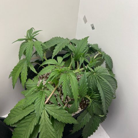 Prensado  growlog timeline photo