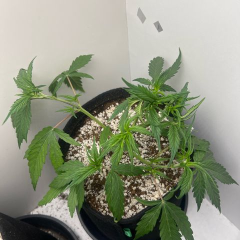 Prensado  growlog timeline photo