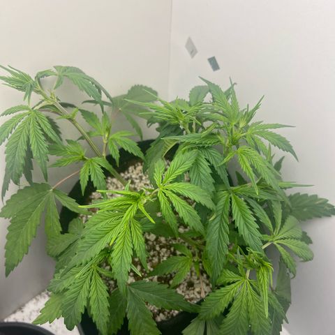 Prensado  growlog timeline photo