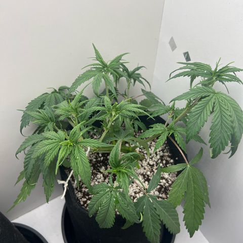 Prensado  growlog timeline photo