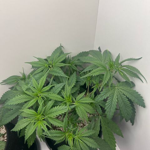 Prensado  growlog timeline photo