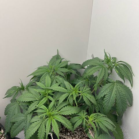 Prensado  growlog timeline photo