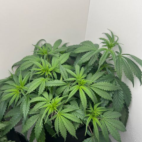 Prensado  growlog timeline photo