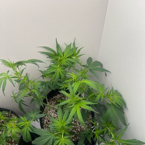 Prensado  growlog timeline photo